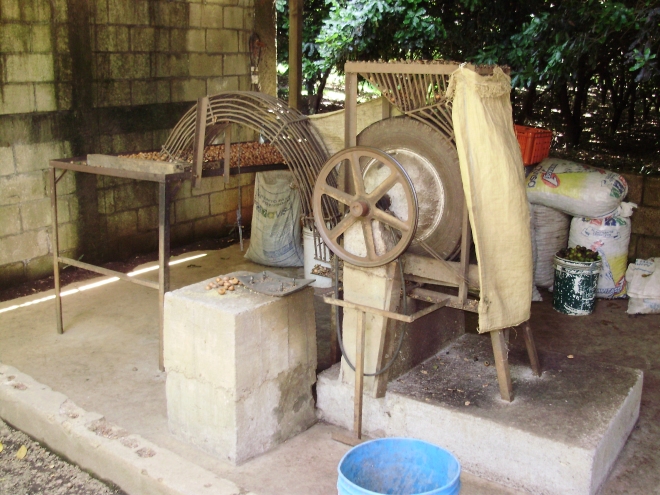 Equipment for processing macademia nuts