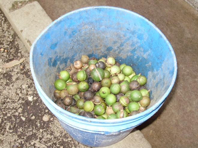 Macadamia Nuts, before any processing